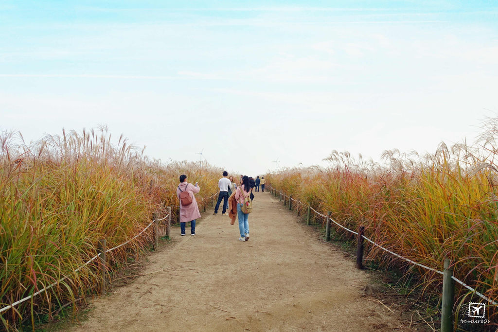 19 天空公園_芒草 (124)_MFW.jpg