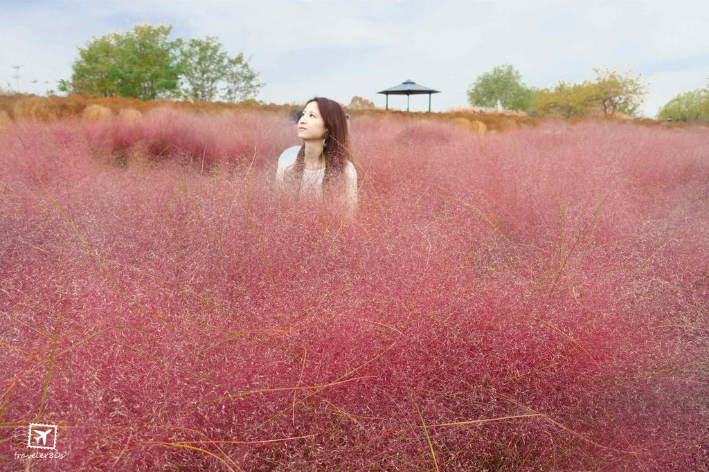 21 天空公園_粉紅芒草..粉紅亂子草 (55)_MFW.jpg