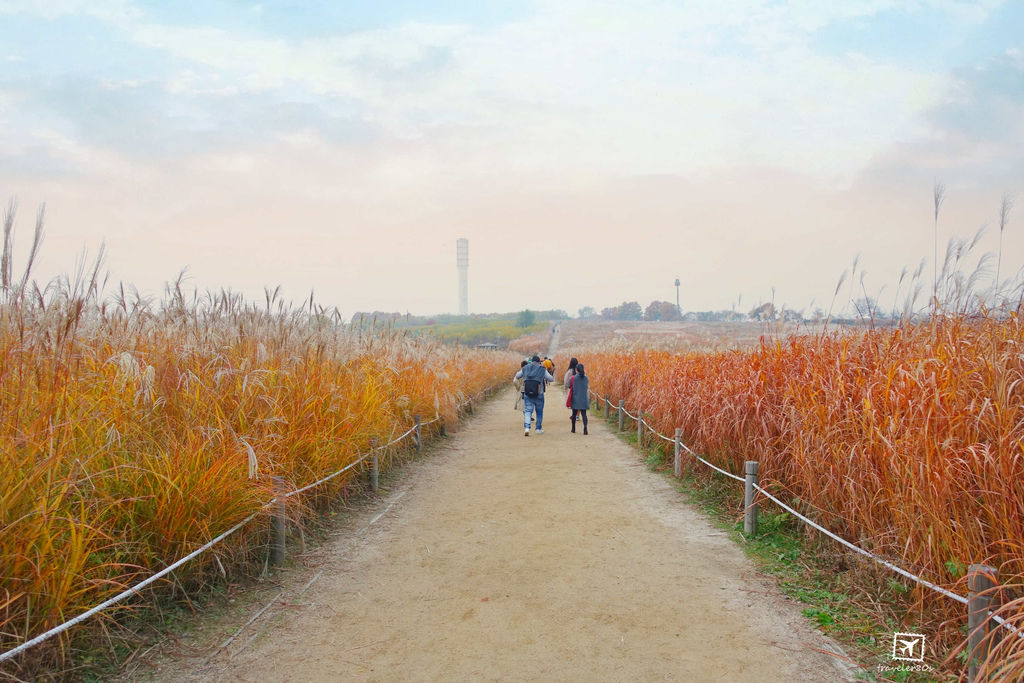 23 天空公園_芒草 (14)_MFW.jpg