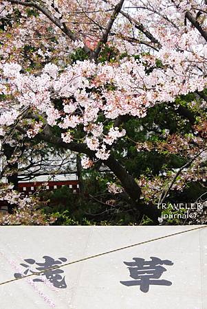 淺草神社櫻花2.jpg