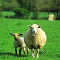 sheep2.bmp