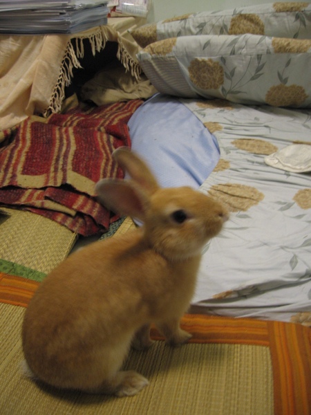 室友的兔子.JPG