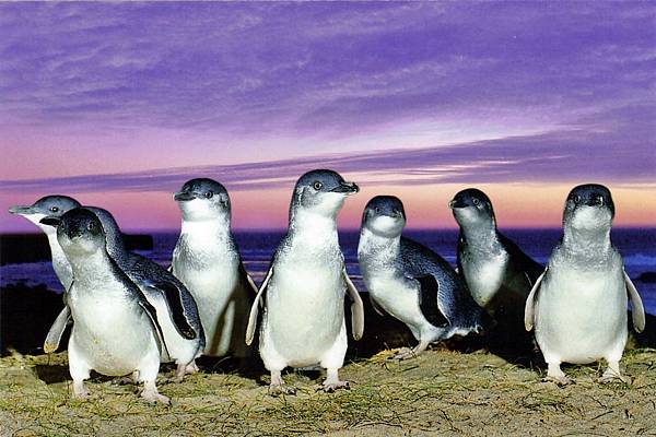 菲利浦島神仙企鵝