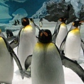 sea world 企鵝館