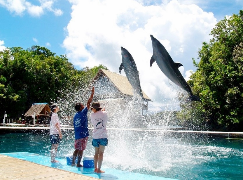 Palau Dolphins Pacific