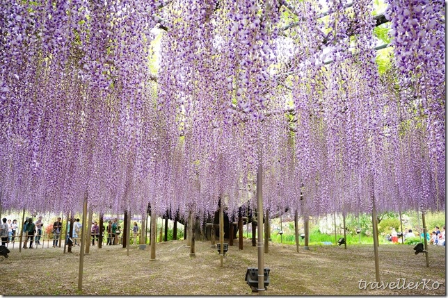 在最美的季節遇見足利紫籐花卉公園：門票交通攻略實況(下)08