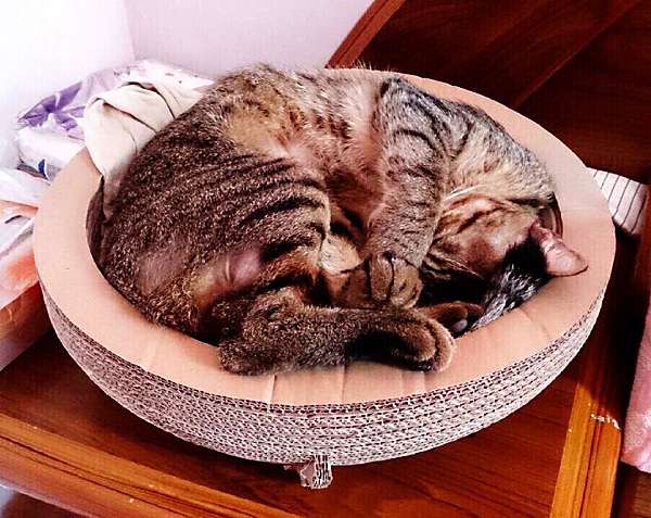 好好買 這個龍椅弧度好 淘寶貓沙發抓板簡易分享 咪娜的旅遊生活頻道 痞客邦