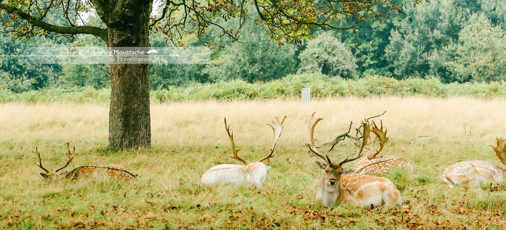 deerdeerdeerdeer deerdeerdeerdeer
