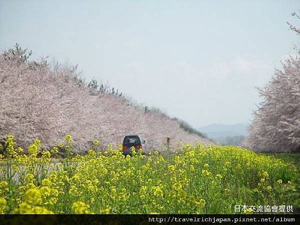 油菜花賞櫻之路.jpg