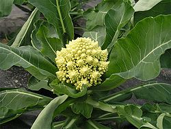 250px-Romanesco_in_the_field