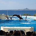 沖繩美麗海水族館海豚劇場