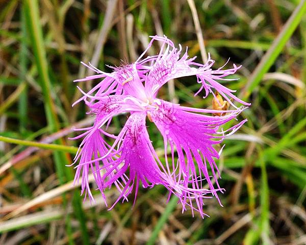 DSCF4154.JPG DSCF4154.JPG