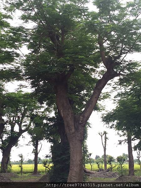 大葉桃花心朩_170612_0011.jpg 大葉桃花心朩_170612_0011.jpg