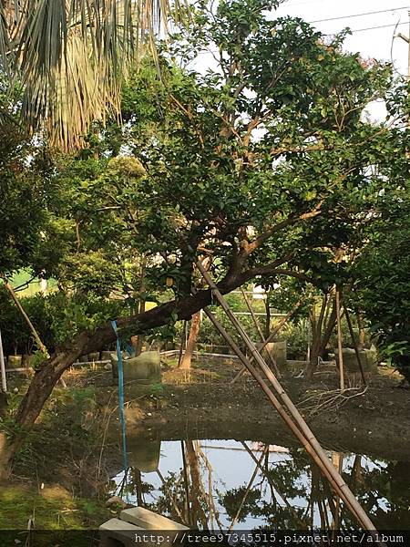 四季春 枯里珍 優質庭園樹 賞花觀果 苗木批發 京展種苗園 痞客邦 四季春 枯里珍 優質庭園樹 賞花觀果 苗木批發 京展種苗園 痞客邦