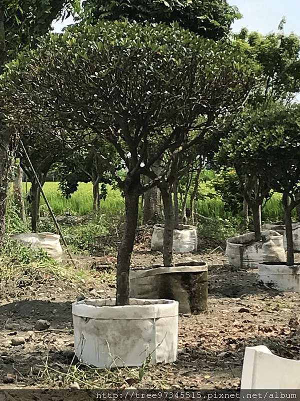 厚葉石斑木 葉革質 優質景觀植栽 苗木批發 京展種苗園 痞客邦
