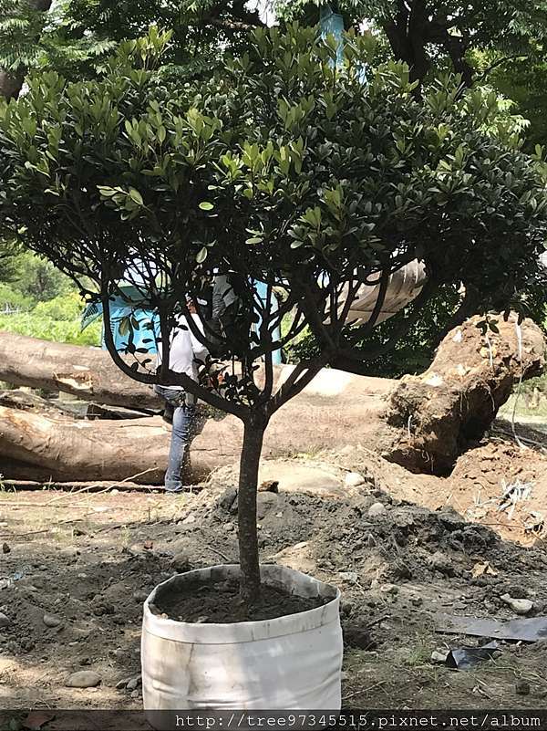 厚葉石斑木 葉革質 優質景觀植栽 苗木批發 京展種苗園 痞客邦