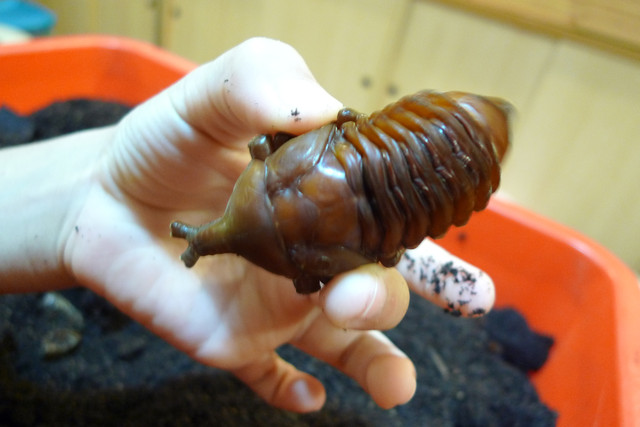 甲蟲寶寶飼育記錄 小魚的悠遊天地 痞客邦