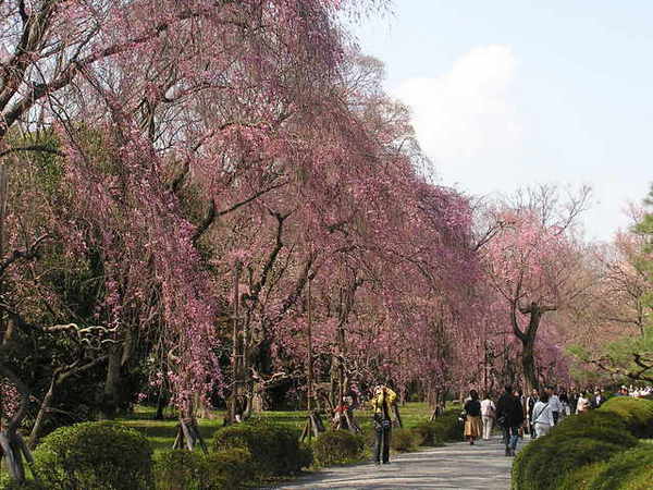 紅枝垂花道.JPG