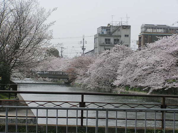 白川沿岸的櫻花.JPG