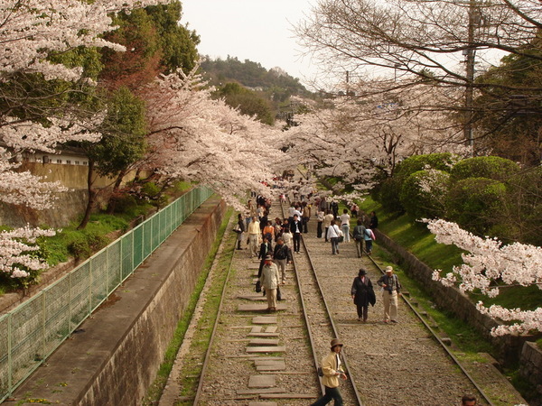 鐵道兩旁都是櫻花.JPG