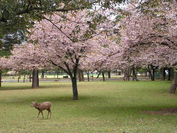 奈良公園 鹿.JPG