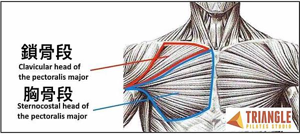 truangle-pilates-pectoralis-major.jpg