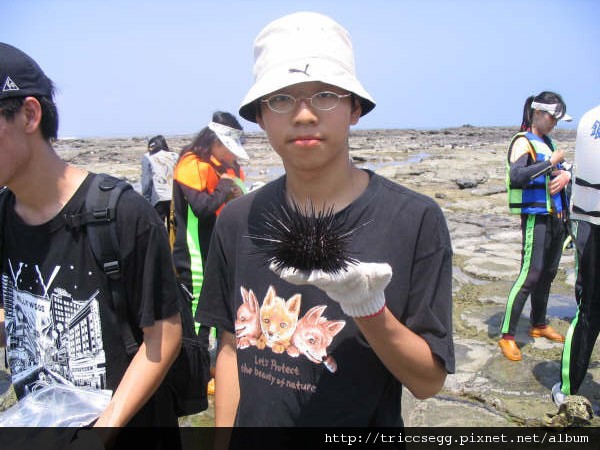 東海踏浪的海膽2