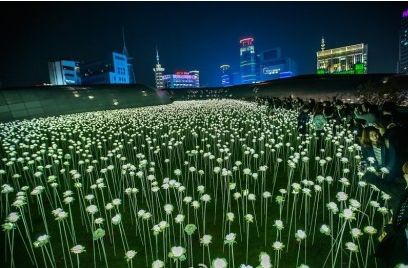 东大门玫瑰花海