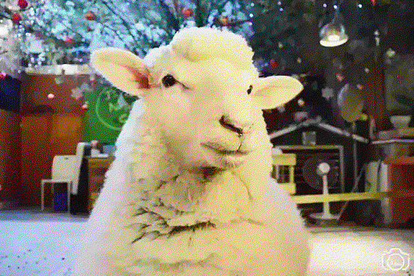 sheep 1.gif