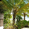 沙灘旁邊就是棕櫚樹