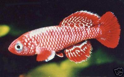 Nothobranchius Eggersi Red Rufiji River camp.jpg