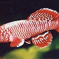 Nothobranchius Eggersi Red Rufiji River camp.jpg