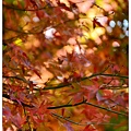 DSC_5225.JPG