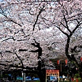 Ueno3 (Copy).jpg