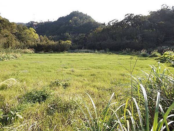 龍潭小粗坑古道山腳下的草地