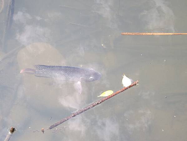 青唐園裡的吳郭魚