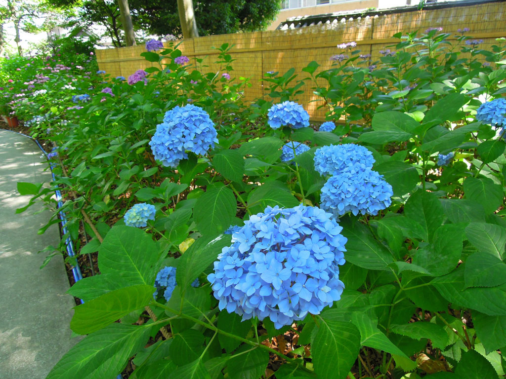 九州一人自由行 筥 箱 崎宮滿開紫陽花 百合花 源始 的我 痞客邦