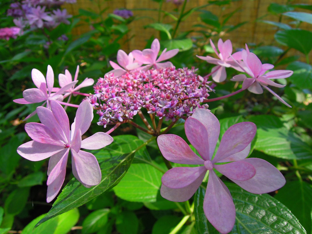 九州一人自由行 筥 箱 崎宮滿開紫陽花 百合花 源始 的我 痞客邦