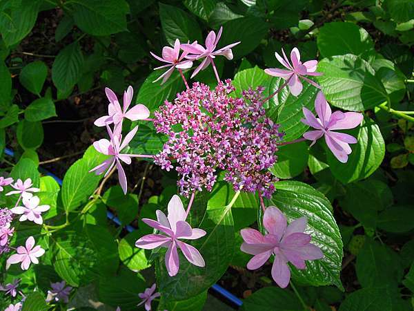 九州一人自由行 筥 箱 崎宮滿開紫陽花 百合花 源始 的我 痞客邦