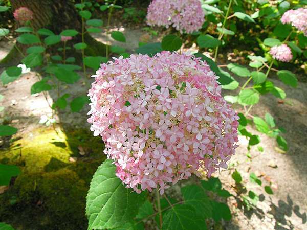 九州一人自由行 筥 箱 崎宮滿開紫陽花 百合花 源始 的我 痞客邦