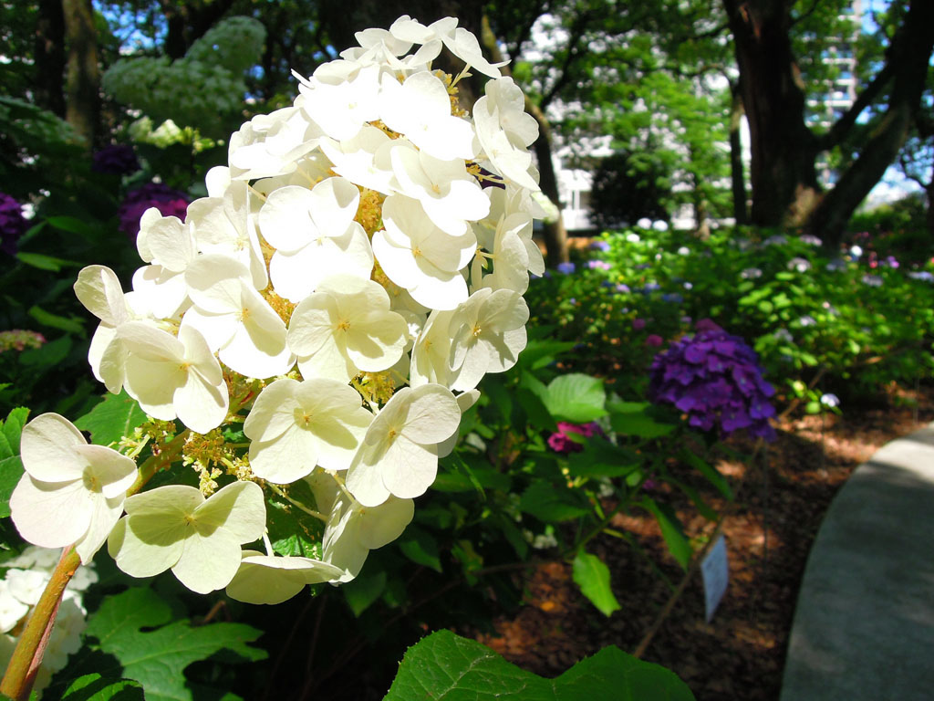 九州一人自由行 筥 箱 崎宮滿開紫陽花 百合花 源始 的我 痞客邦