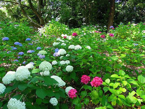 九州一人自由行 筥 箱 崎宮滿開紫陽花 百合花 源始 的我 痞客邦