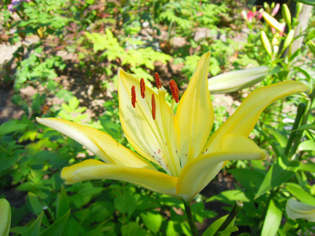 九州一人自由行 筥 箱 崎宮滿開紫陽花 百合花 源始 的我 痞客邦