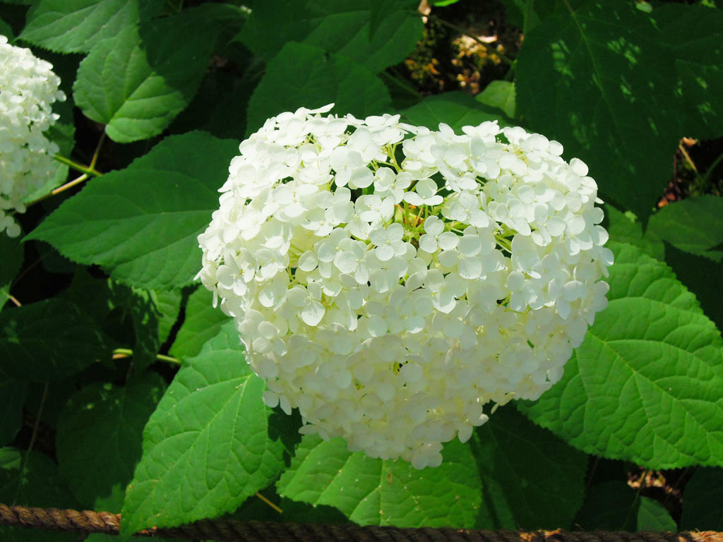 九州一人自由行 筥 箱 崎宮滿開紫陽花 百合花 源始 的我 痞客邦