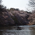 吉祥寺的公園~.JPG