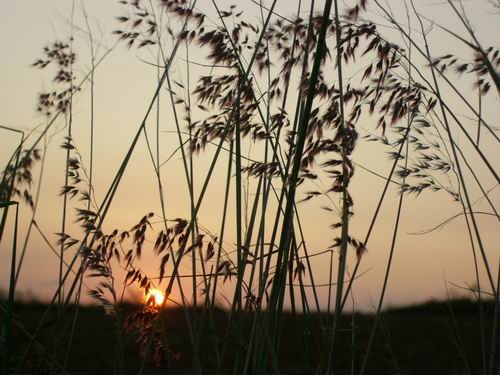 夕陽＆小草