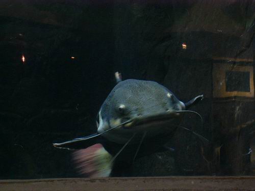 鯰魚(2)