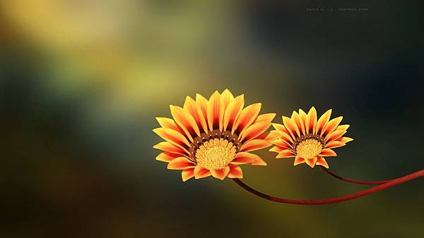 Two-Flowers-yellow-orange-flowers-nature
