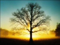 Tree-tree_small