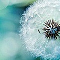 Dandelion-nature-flowers_small